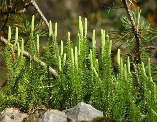 泥盆纪|大白鲨如果活在泥盆纪为什么要时时为保命担忧？