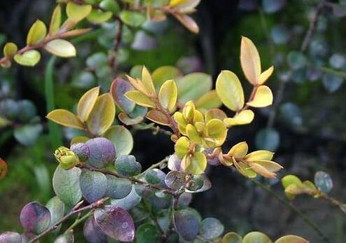 小叶紫檀树的果实真的存在吗?