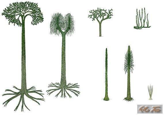 泥盆纪|大白鲨如果活在泥盆纪为什么要时时为保命担忧？