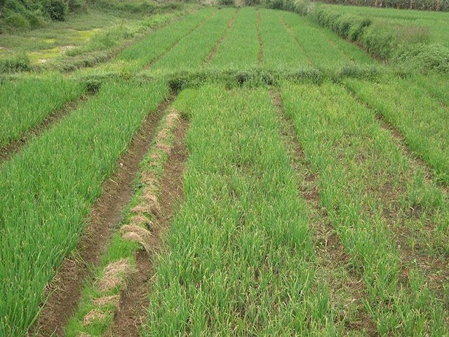 追肥|种植大葱用什么肥料好？大葱施肥用什么肥？大葱种植用哪个叶面肥？