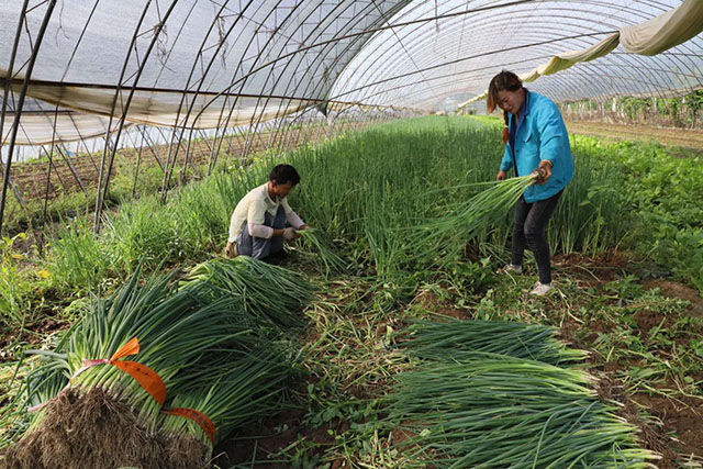 追肥|种植大葱用什么肥料好？大葱施肥用什么肥？大葱种植用哪个叶面肥？