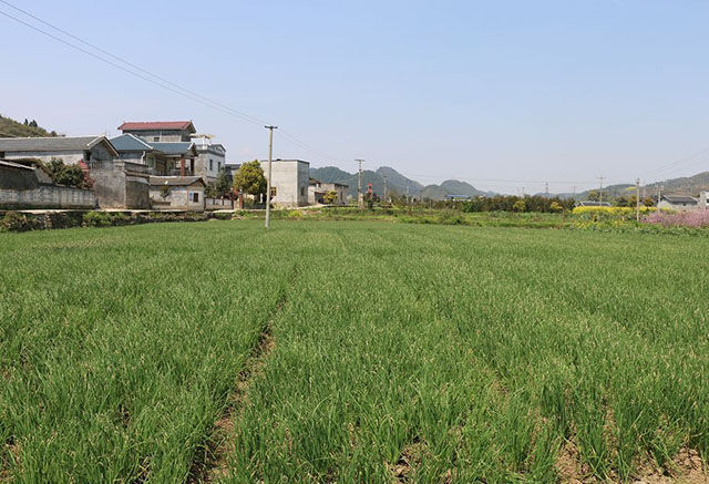 追肥|种植大葱用什么肥料好？大葱施肥用什么肥？大葱种植用哪个叶面肥？