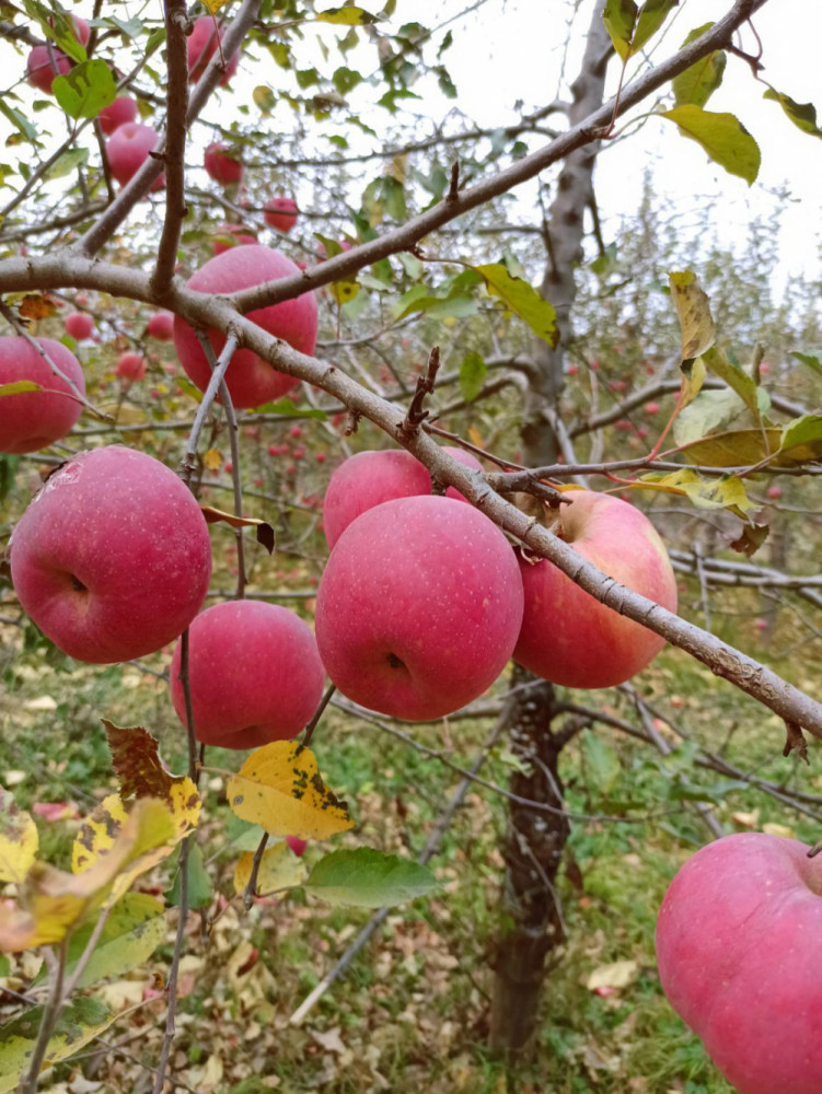 平山東白麵紅的蘋果熟了!_騰訊新聞