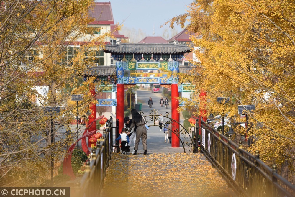 山东郯城:30万亩银杏"披金"美如画_腾讯新闻