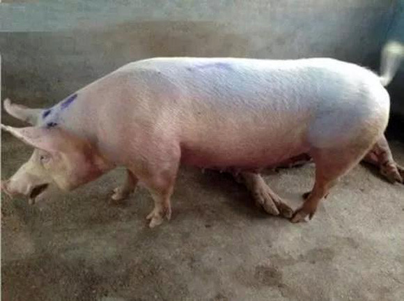 支气管炎|天寒地冻猪多咳，“巧识病症”才好防治，看完你就学会了！