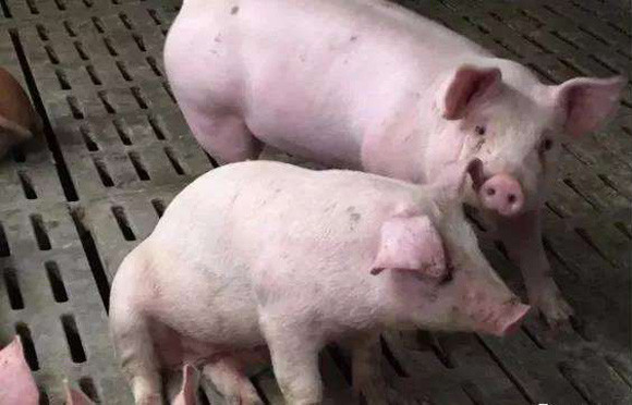 支气管炎|天寒地冻猪多咳，“巧识病症”才好防治，看完你就学会了！