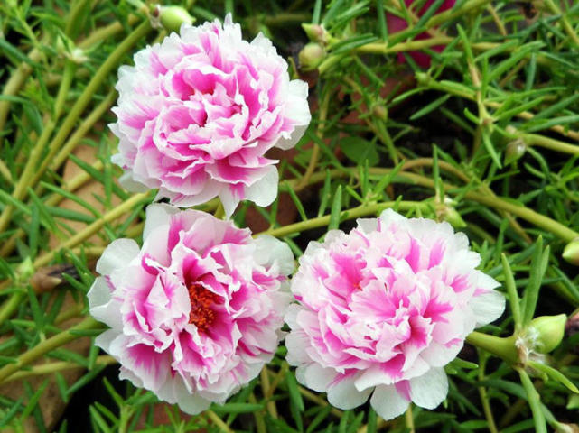 装饰感极强的松叶牡丹 开花多又好养 花型看不腻 叶牡丹 松叶牡丹 向日葵 植株