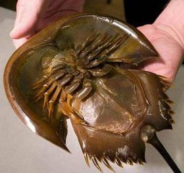 泥盆纪|大白鲨如果活在泥盆纪为什么要时时为保命担忧？