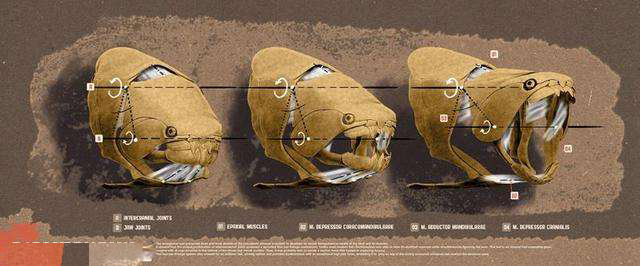 泥盆纪|大白鲨如果活在泥盆纪为什么要时时为保命担忧？