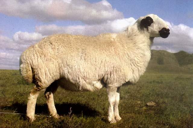 内蒙古的羊贵妃不止以肥为美