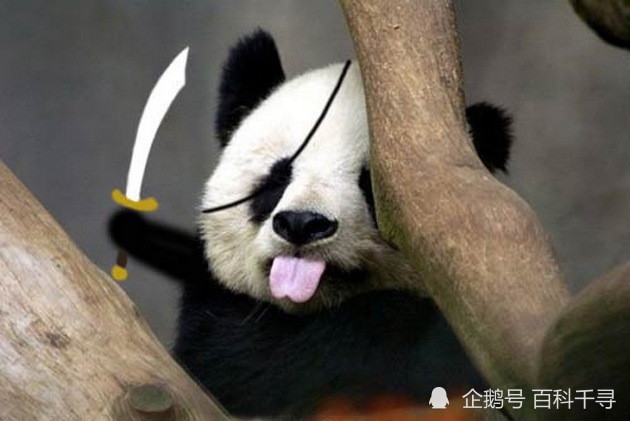 大熊猫袭人也要击毙吗 腾讯新闻