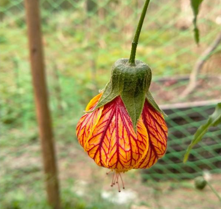 这种花太好看 枝条挂满 小铃铛 人称金铃花 腾讯新闻