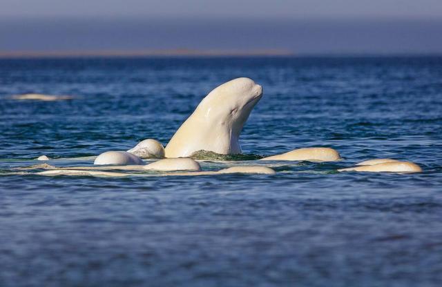 海洋霸主为白鲸保驾护航也不知道这只白鲸是什么来头