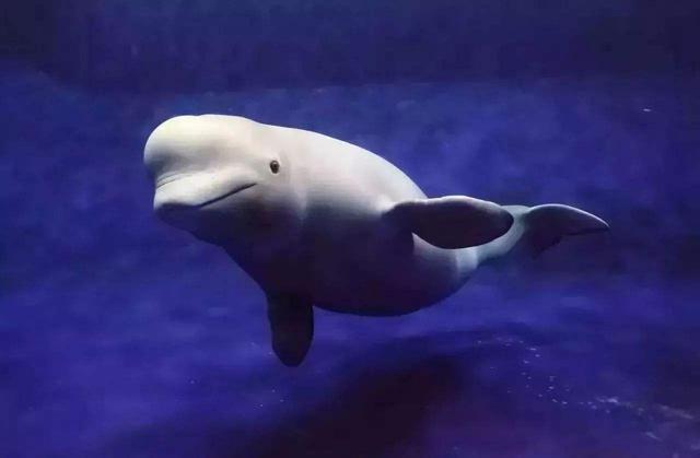 还有网友表示:这有可能是海族馆里养的虎鲸和白鲸,所以才会出现这种