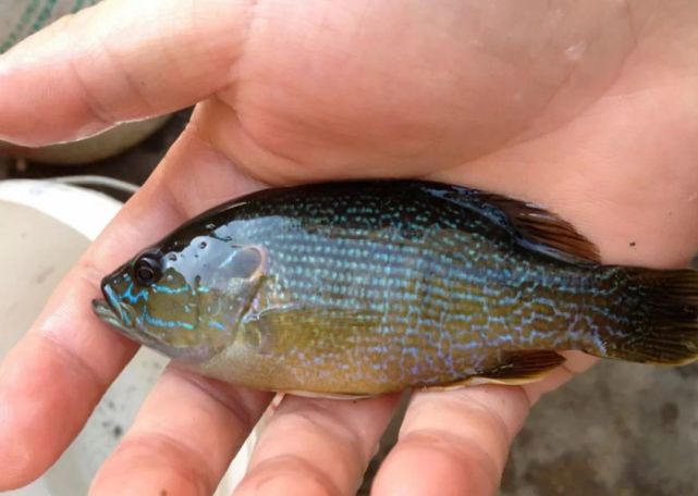 第一次见到这种外来鱼时,觉得有点像非洲鲫鱼|太阳鱼|非洲鲫鱼|钓友
