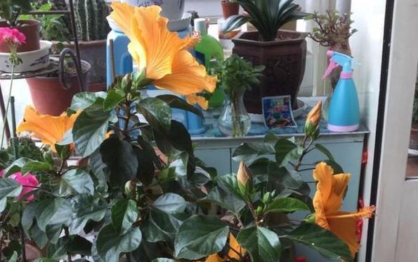 有了它 就不用再怕盆栽土结块 花根窒息腐烂了 腾讯网