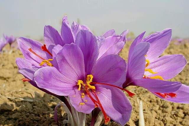 5万朵花出一斤干货 原产希腊如今 炒作失败 以后别上当了 腾讯网