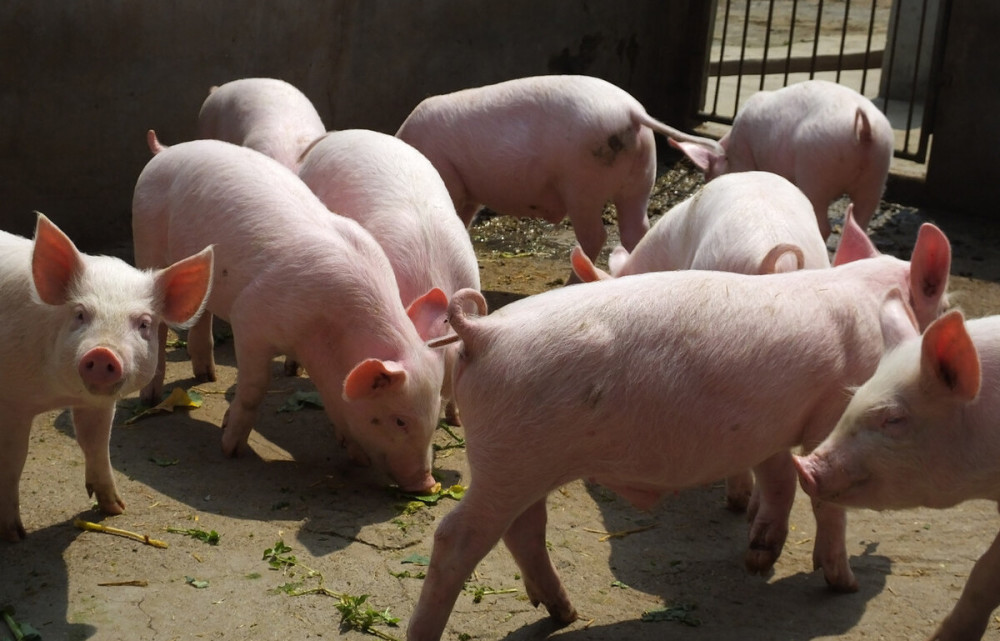 猪价止跌转涨多地飘红春节前价格如何11月17日猪价