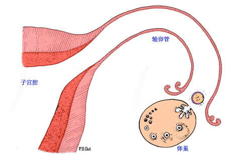 安安小课堂 怀孕着床出血持续几天 怀孕期 着床出血 着床 受精卵着床 排卵日