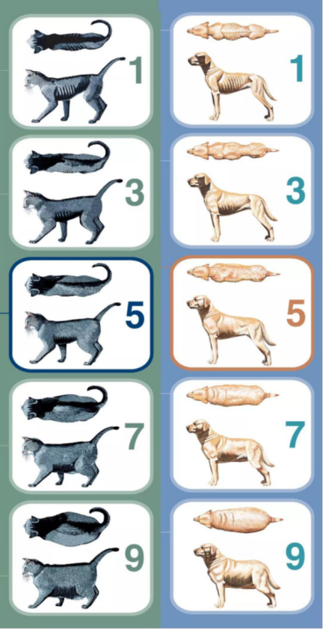 但你知道给猫减肥的"辛酸泪"吗?|养宠必修课_腾讯新闻