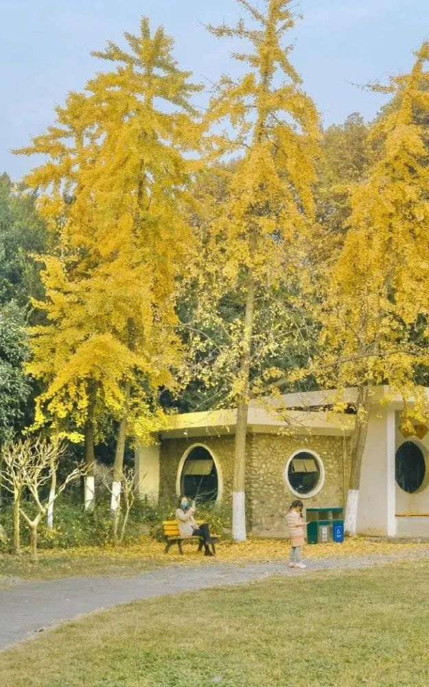 西安交大封路堆落叶供师生玩耍拍照金秋梧桐节走起