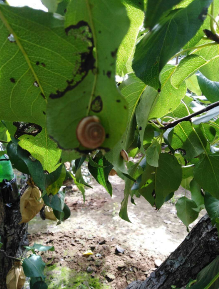 四聚乙醛|梨树上的蜗牛用什么药防治？梨袋子咬的都是洞了