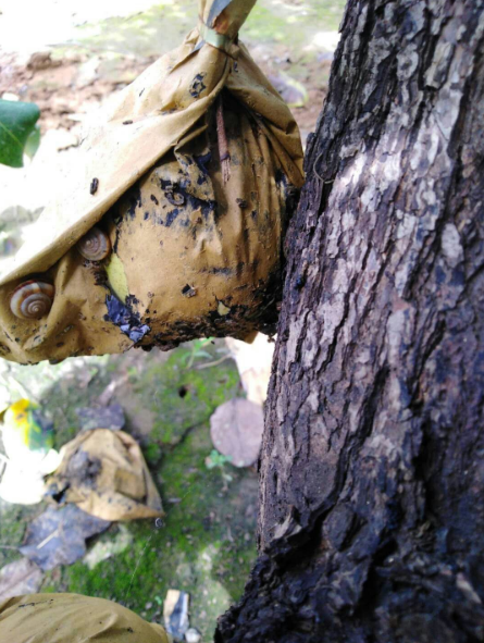 四聚乙醛|梨树上的蜗牛用什么药防治？梨袋子咬的都是洞了