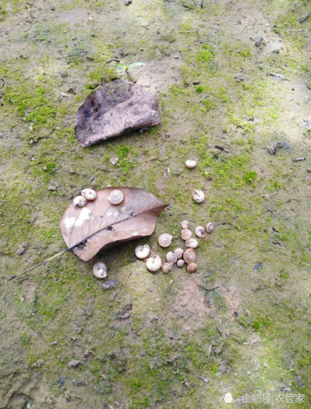 四聚乙醛|梨树上的蜗牛用什么药防治？梨袋子咬的都是洞了