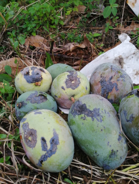 芒果表面有黑斑是什么病害