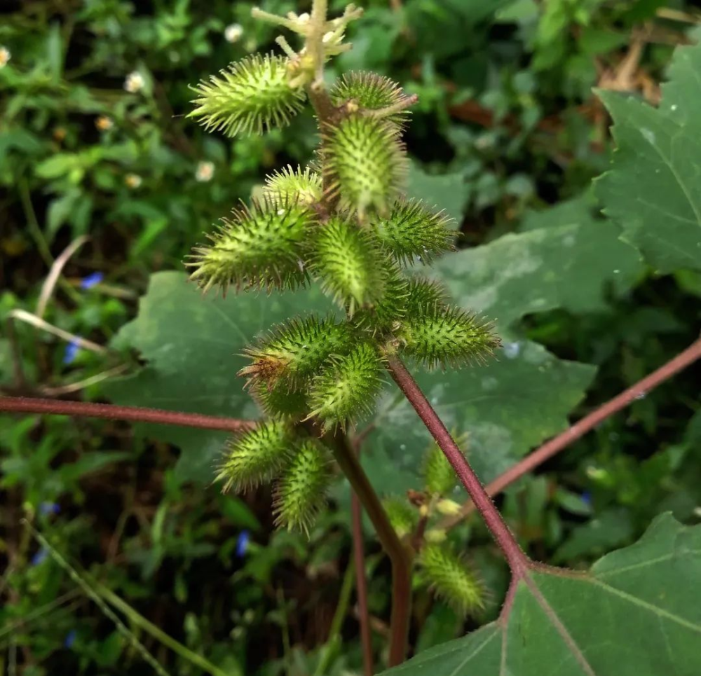 牙疼不是病,一疼要人命,农民教你一颗草搞定_腾讯新闻