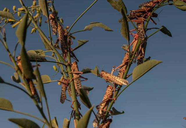 网络图片幸运的是,11月10日,来自以色列的一群蝗虫专业战斗人员抵达