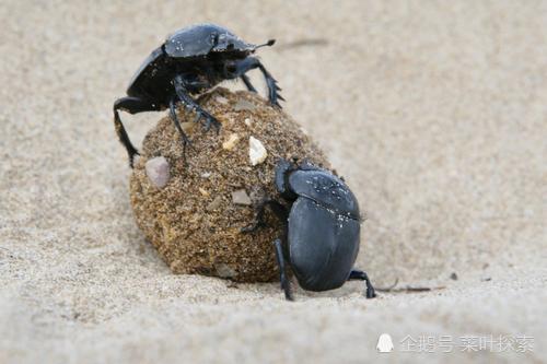 自然界清道夫蜣螂重任在身的真劳模