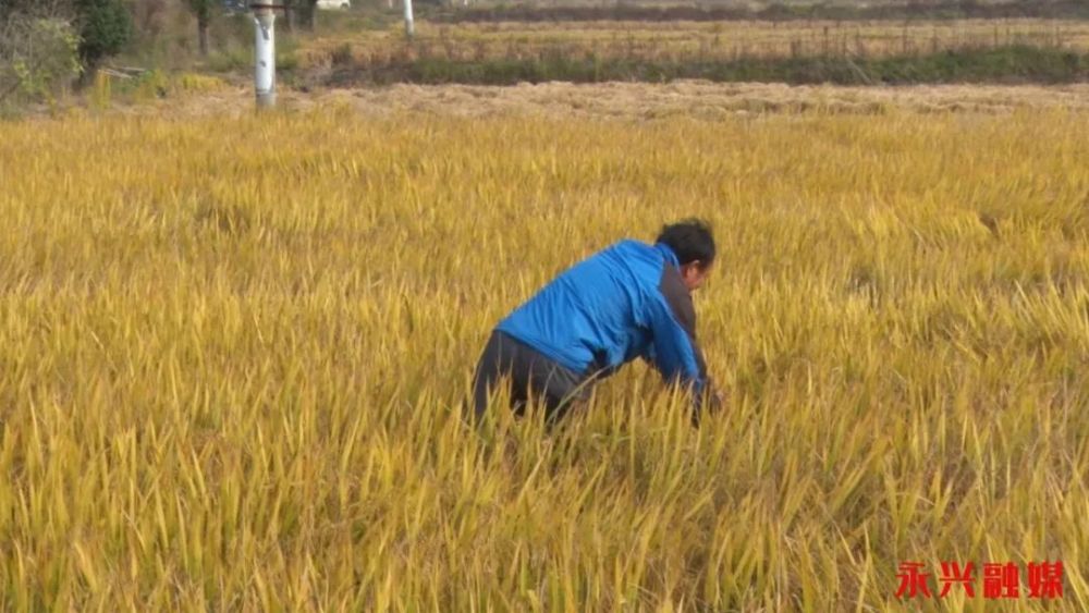 水稻|耐迟收水稻品种淹水降镉、淹水田机收技术在鲤鱼塘示范成功