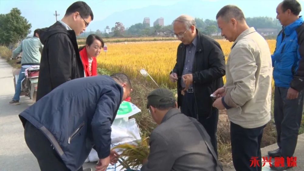 水稻|耐迟收水稻品种淹水降镉、淹水田机收技术在鲤鱼塘示范成功