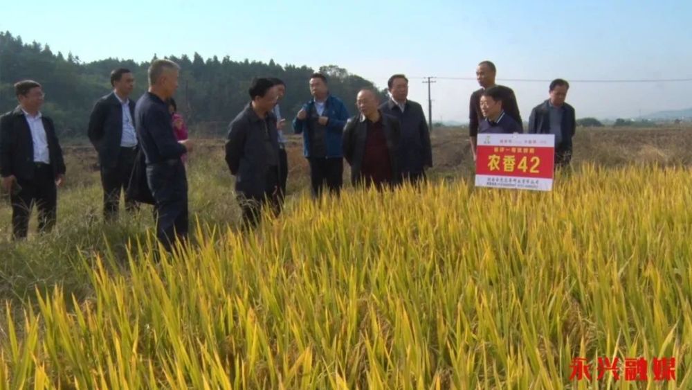 水稻|耐迟收水稻品种淹水降镉、淹水田机收技术在鲤鱼塘示范成功