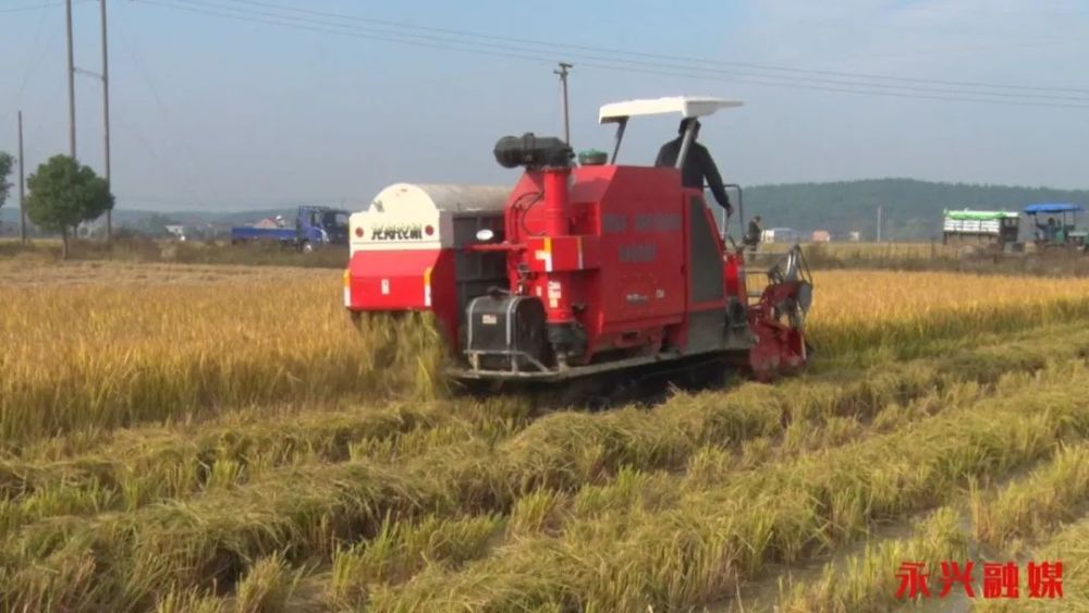 水稻|耐迟收水稻品种淹水降镉、淹水田机收技术在鲤鱼塘示范成功