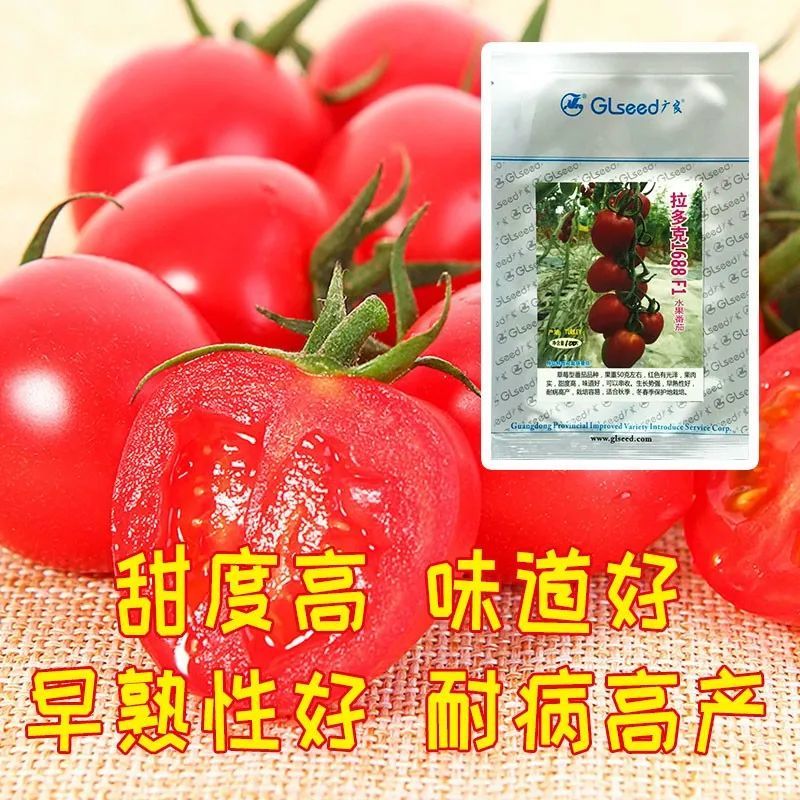 单果|草莓型水果番茄！甜度超高，比一般番茄好吃太多