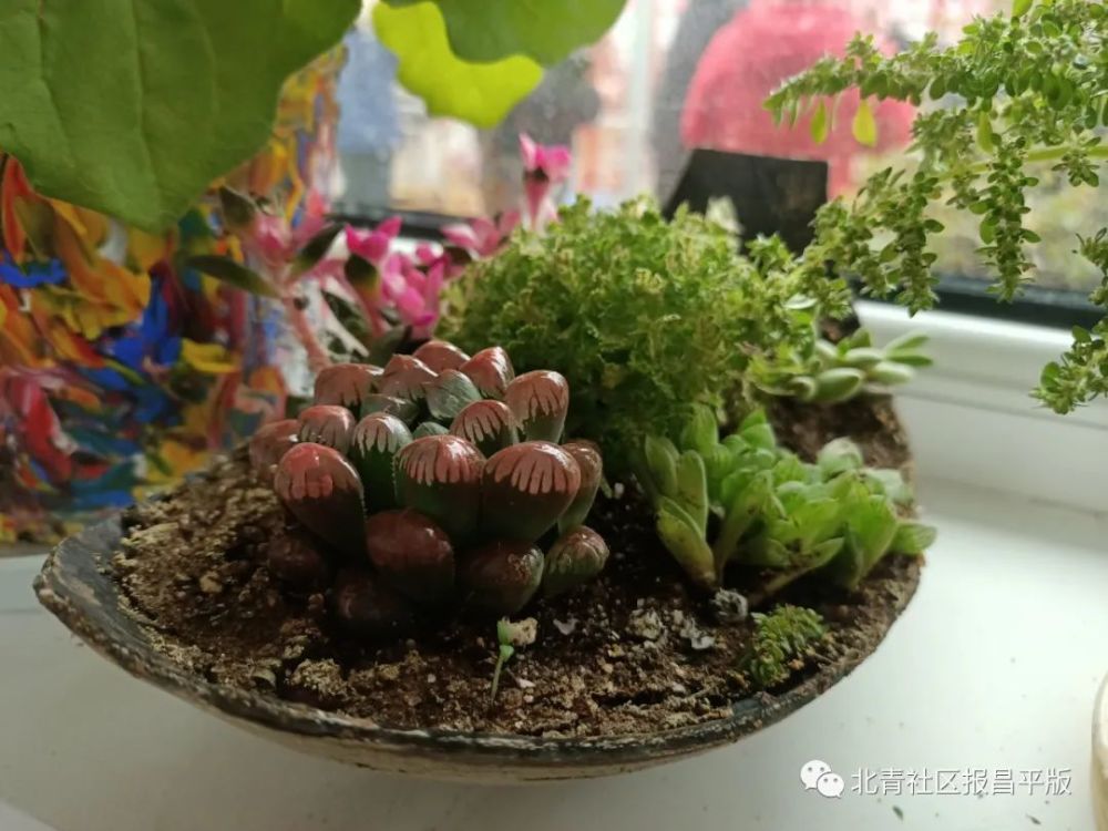 昌平区园林绿化局|窗外雨潺潺，园艺驿站带您在家门口做点浪漫的事情