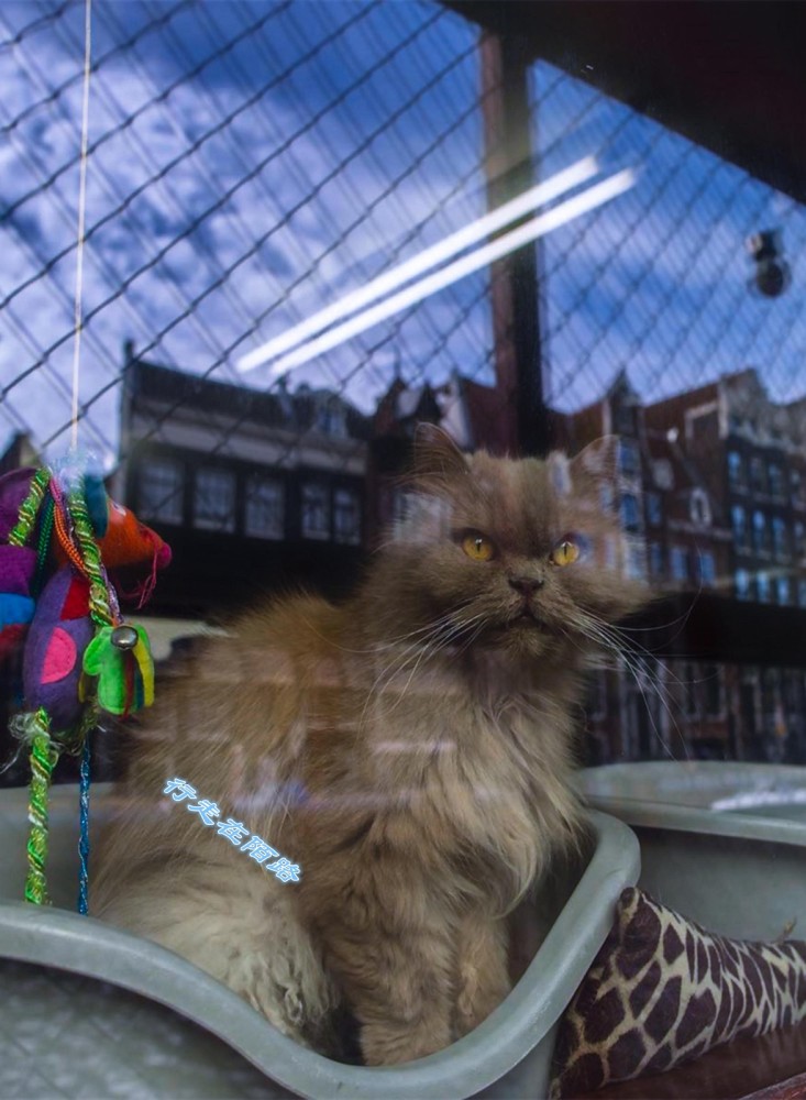 荷兰猫船由寡妇创立的私人景点市政想尽办法却无法关闭