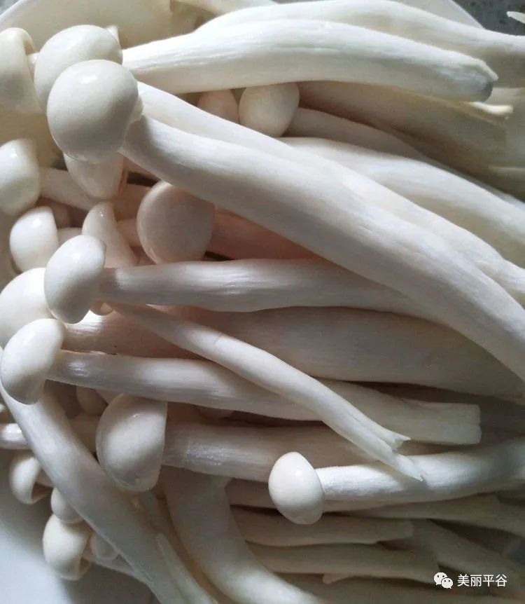 海鲜菇|影像平谷：油炸海鲜菇