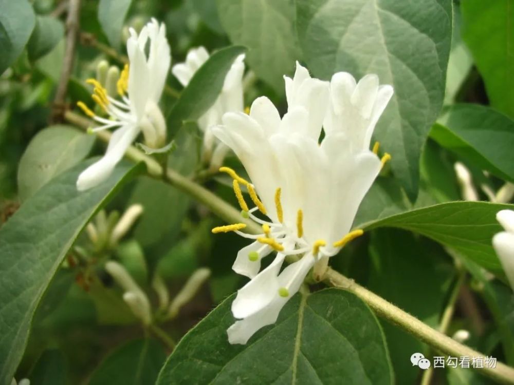 金银忍冬 lonicera maackii