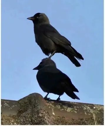 北京|在北京，有多少被乌鸦击中的人想要精神赔偿？