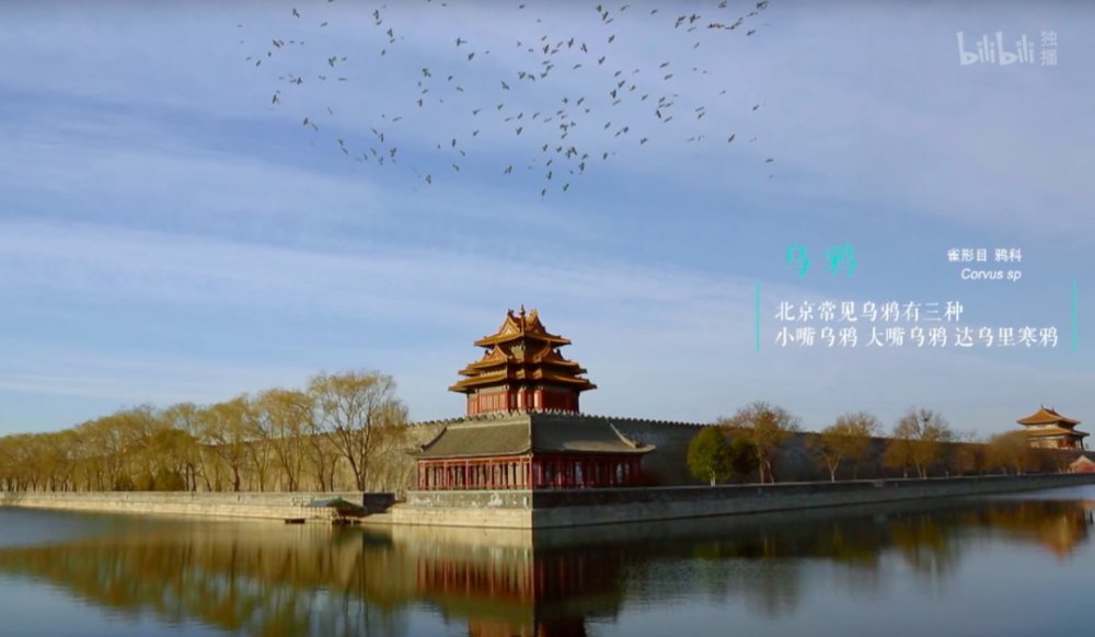 北京|在北京，有多少被乌鸦击中的人想要精神赔偿？