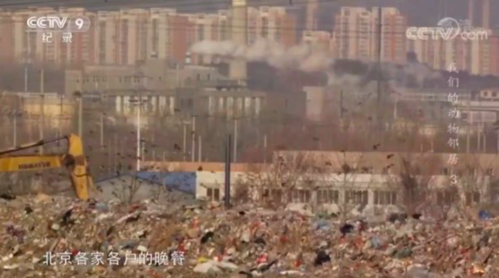 北京|在北京，有多少被乌鸦击中的人想要精神赔偿？