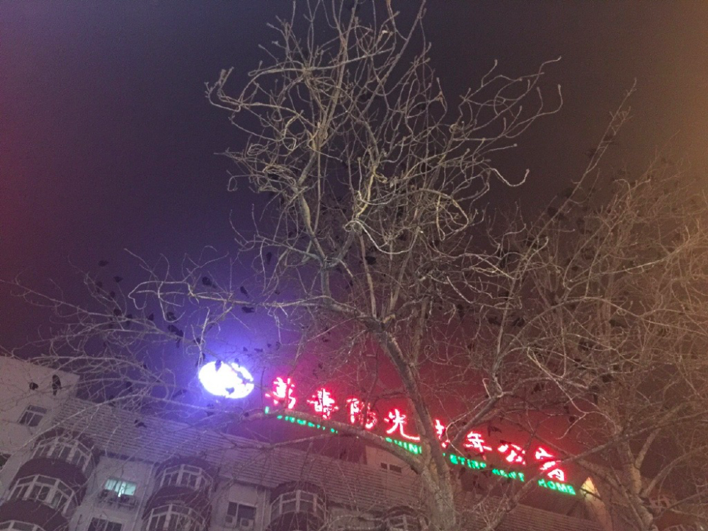 北京|在北京，有多少被乌鸦击中的人想要精神赔偿？