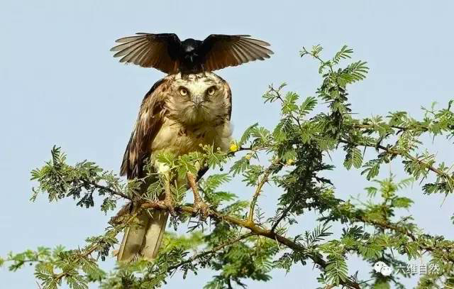 北京|在北京，有多少被乌鸦击中的人想要精神赔偿？