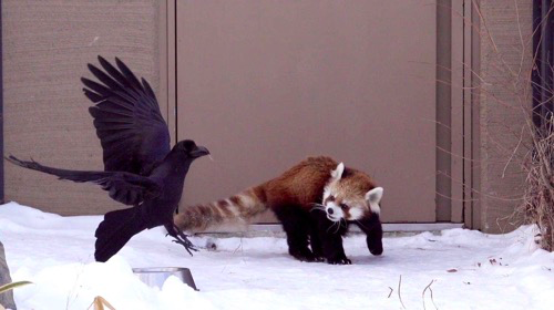 北京|在北京，有多少被乌鸦击中的人想要精神赔偿？