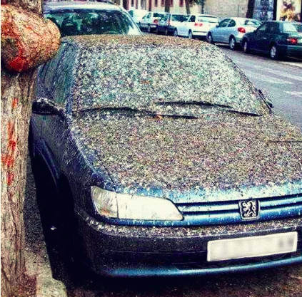 北京|在北京，有多少被乌鸦击中的人想要精神赔偿？