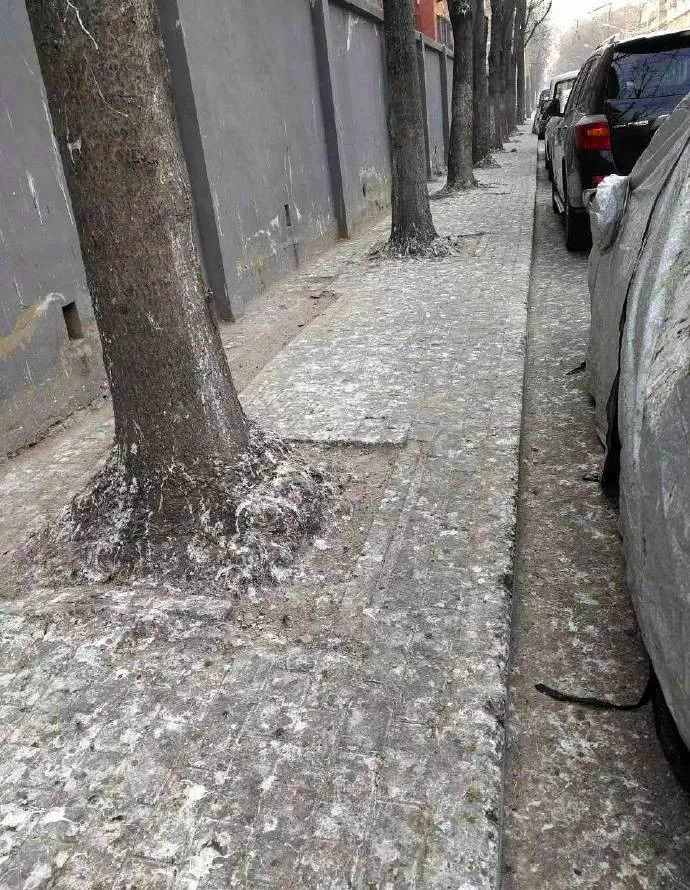 北京|在北京，有多少被乌鸦击中的人想要精神赔偿？