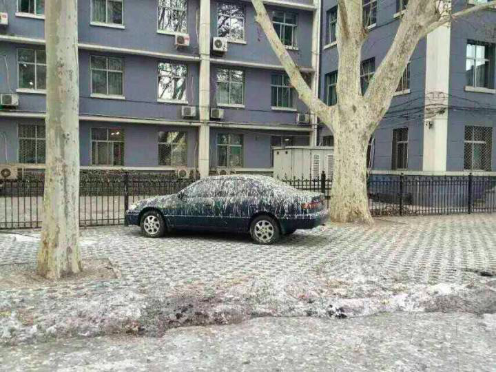 北京|在北京，有多少被乌鸦击中的人想要精神赔偿？